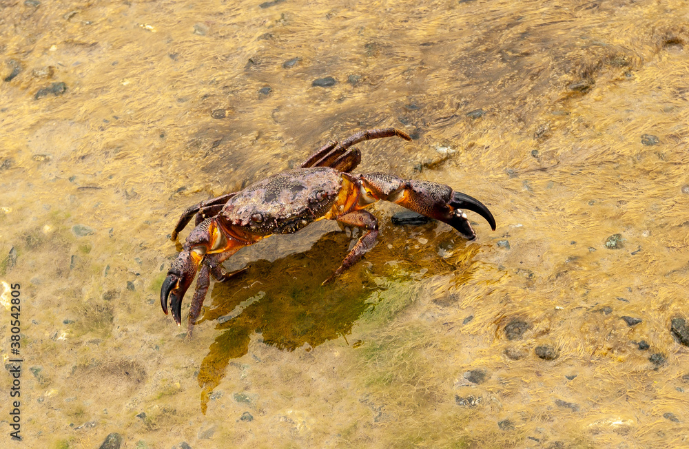 Red stone crab on a yellow wet stone, overgrown with algae in a combat pose. Red stone crab on a yellow wet stone, overgrown with algae in a combat pose.