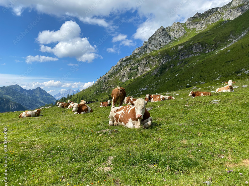 Cows on the pasture next to Lake Giglachsee, Austria.