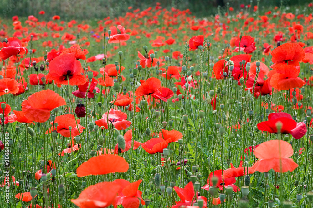 Obraz premium red poppy field
