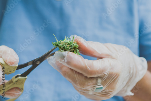 Annonymous hands trimming a pot bud with scissors photo