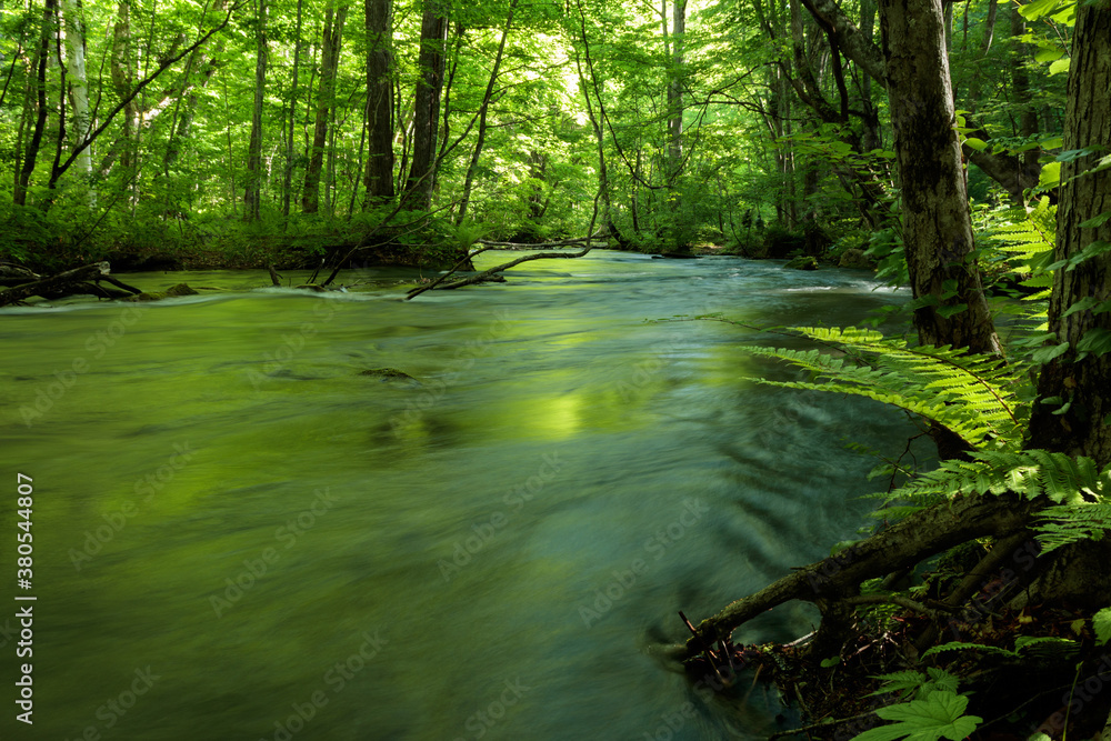 stream in the forest stream in the forest