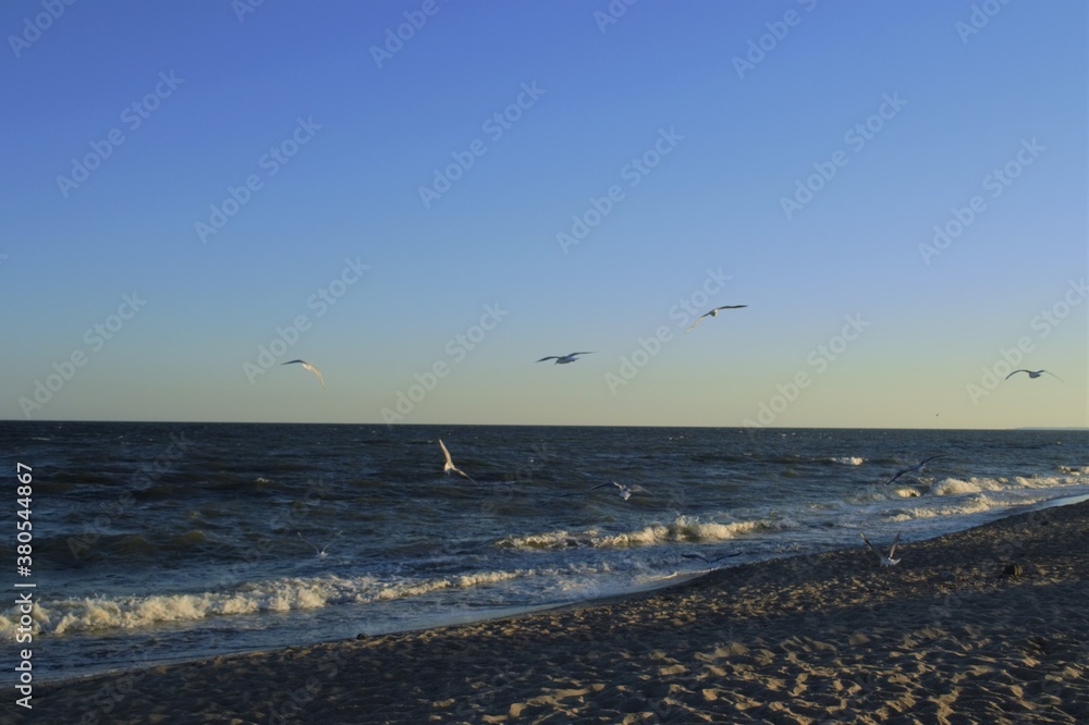 Evening and seagulls over the sea