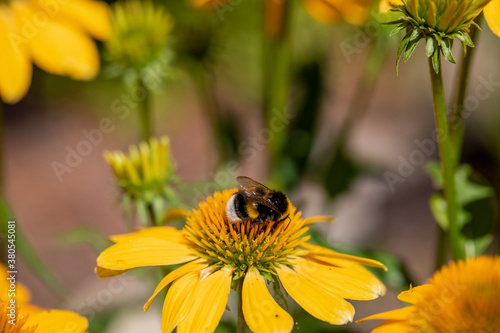 Flowers of Echinacea - an herb stimulating the immune system