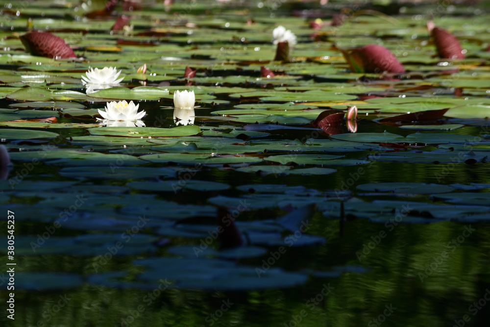 Beautiful waterlily in a pond. Beautiful waterlily in a pond.