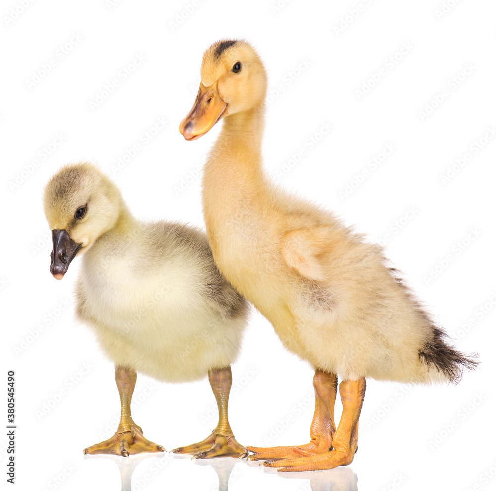 Cute little newborn fluffy gosling and duckling. Two young goose and duck isolated on a white background. Nice birds. Cute little newborn fluffy gosling and duckling. Two young goose and duck isolated on a white background. Nice birds.