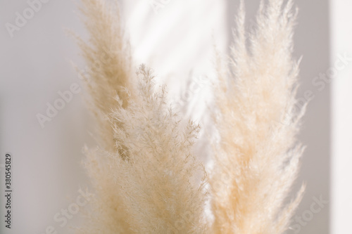 Beige reeds agains gray wall. Minimalistic background with neutral colors.
