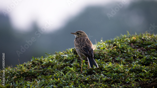 bird in grass