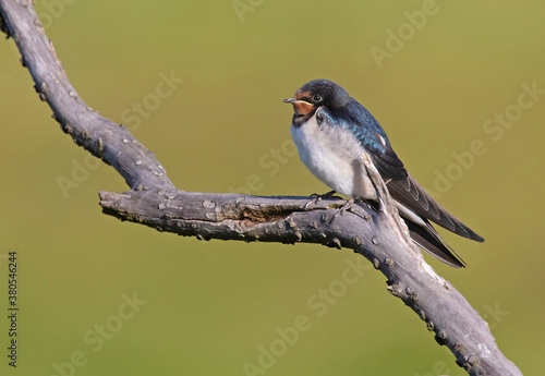 Barn swallow