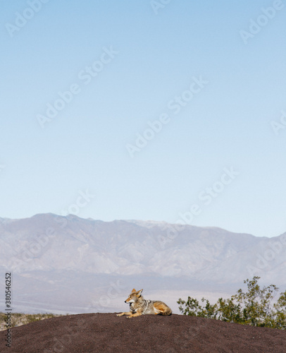 wild animal coyotes in death valley national park usa photo