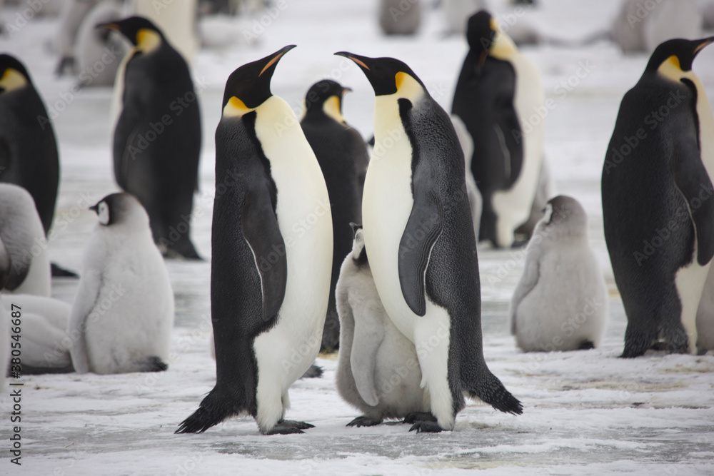 Obraz premium Antarctica emperor penguin chicks with parents close up on a cloudy winter day