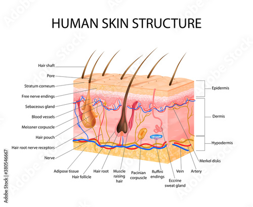 Skin Sensory Receptors Concept photo