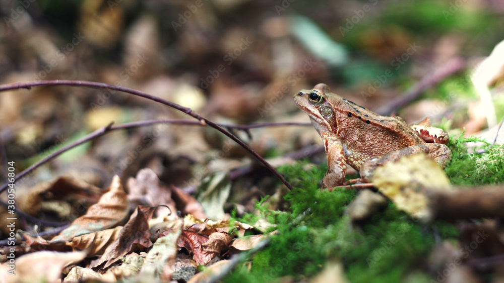A european brown common frog sits on the leaves and looks into the distance. A european brown common frog sits on the leaves and looks into the distance.