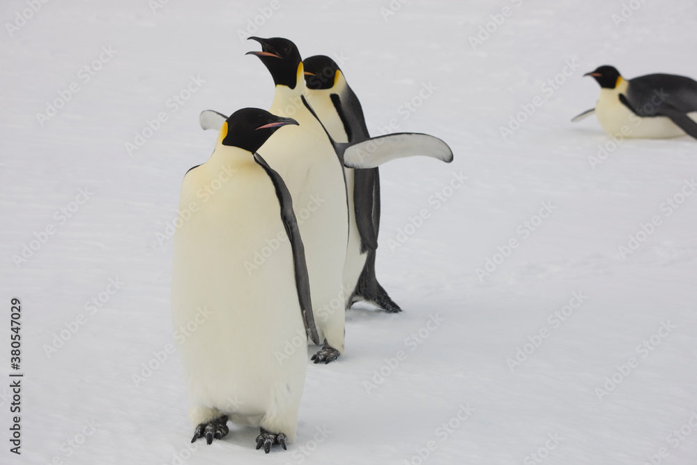 Obraz premium Antarctica emperor penguin close up on a cloudy winter day