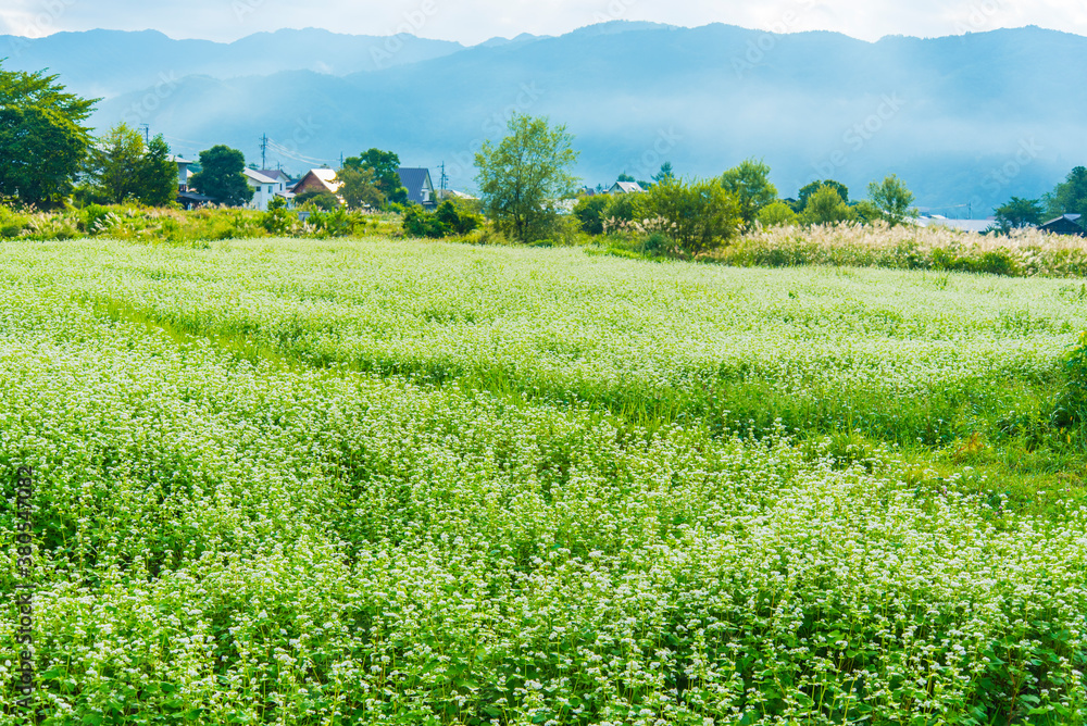 白馬村の一面の蕎麦畑 白馬村の一面の蕎麦畑