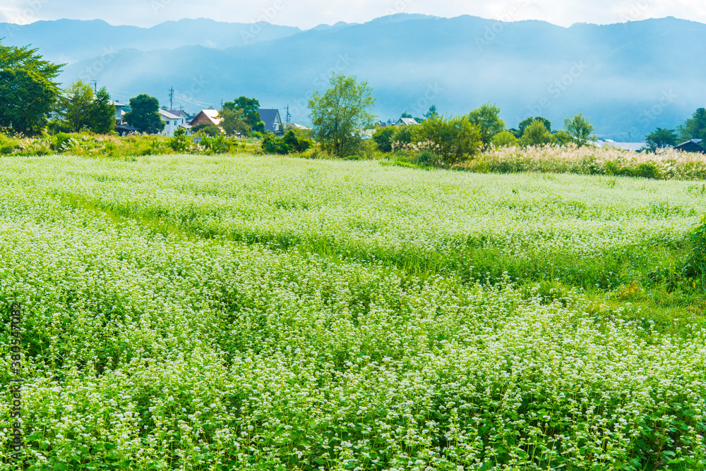 白馬村の一面の蕎麦畑