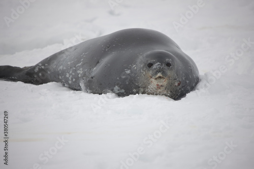 Antarctica crab seal close up on a cloudy winter day