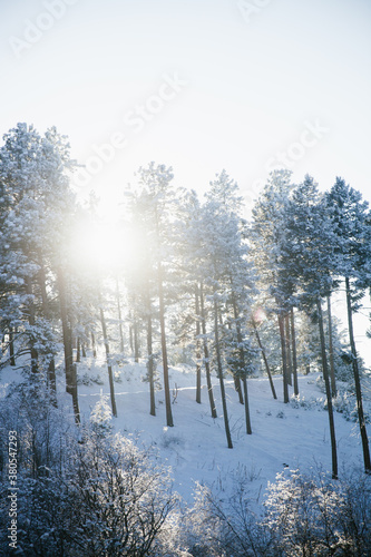 Wallpaper Mural Fresh winter snow Torontodigital.ca