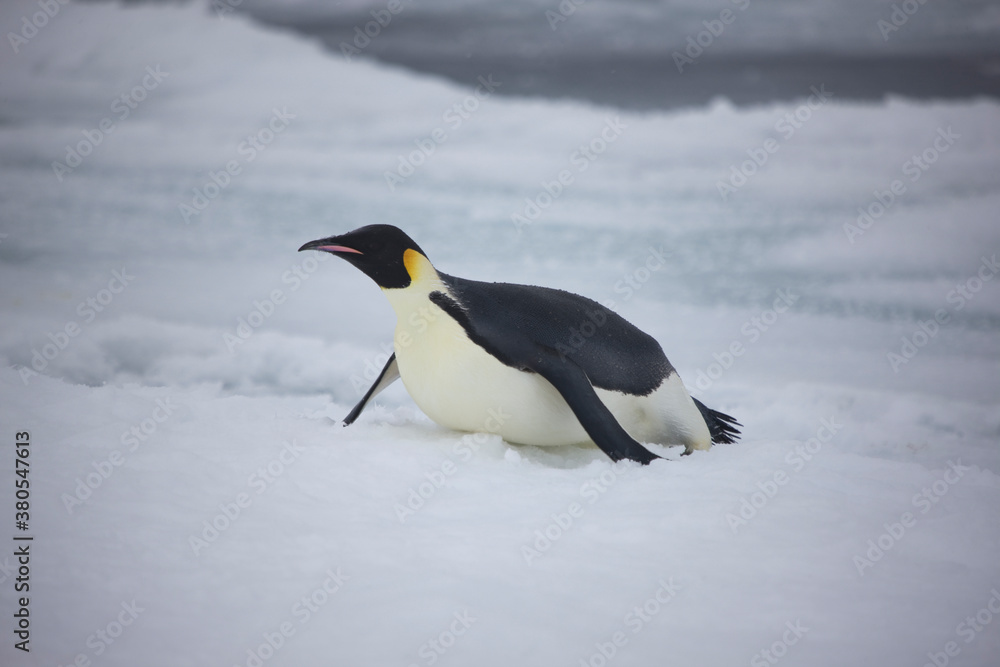 Obraz premium Antarctica emperor penguin close up on a cloudy winter day