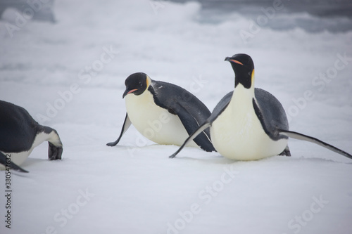 Antarctica emperor penguin close up on a cloudy winter day