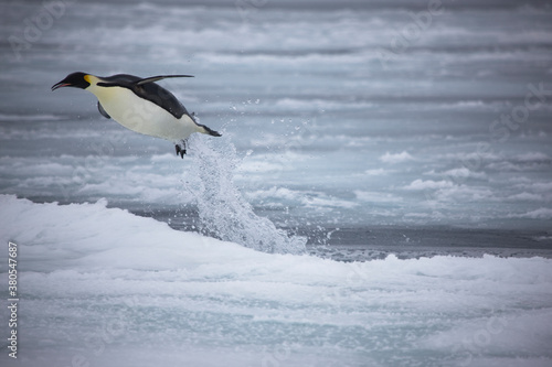 Antarctica emperor penguin flying out of the water close up on a cloudy winter day