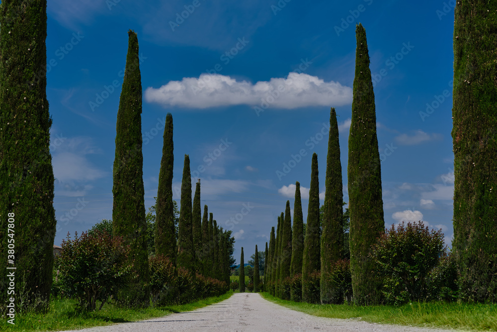 Road to the horizon along cypresses and vineyards in the background blue sky. Historic Italian Road Surrounded by Cypress Trees. Cumulus clouds in the blue sky