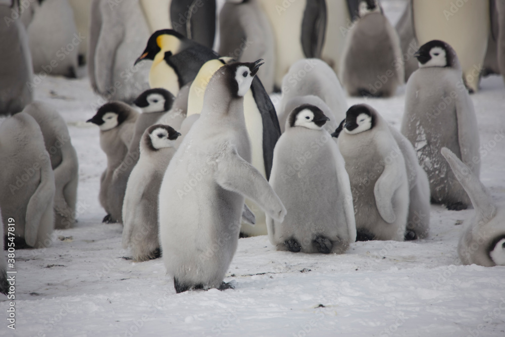 Fototapeta premium Antarctica group of emperor penguins on a cloudy winter day