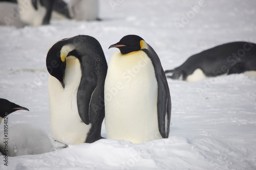 Antarctica emperor penguin close up on a cloudy winter day