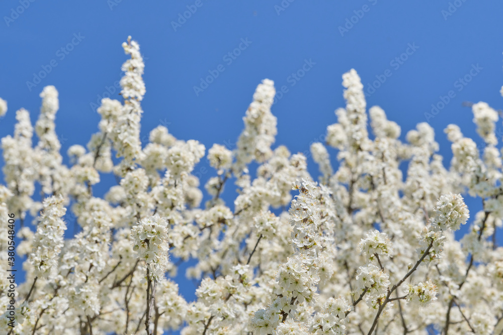 Prunus spinosa large deciduous shrub blooming with white flowers. Blue sky in the background. Blur background Prunus spinosa large deciduous shrub blooming with white flowers. Blue sky in the background. Blur background