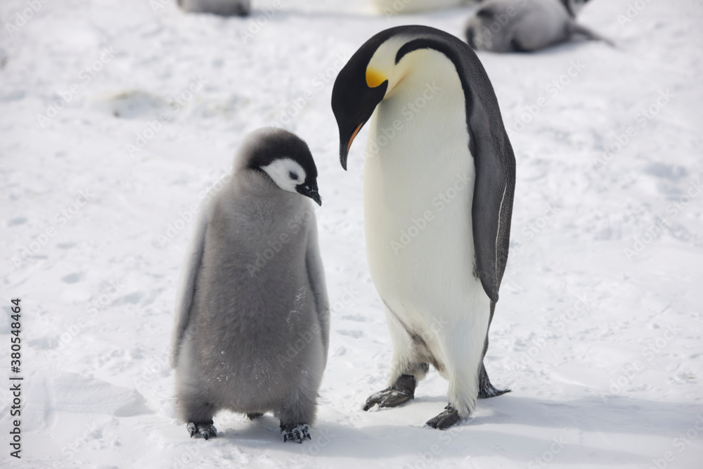 Fototapeta premium Antarctica emperor penguin chicks with parents close up on a cloudy winter day