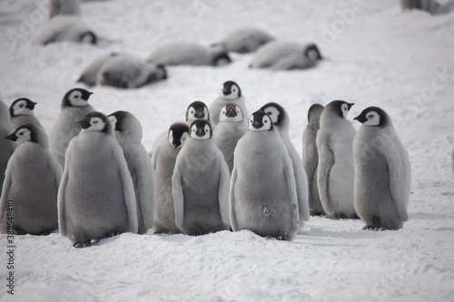 Fotografie Antarctica emperor penguin chicks close up on a cloudy winter day