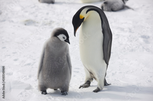 Antarctica emperor penguin chicks with parents close up on a cloudy winter day