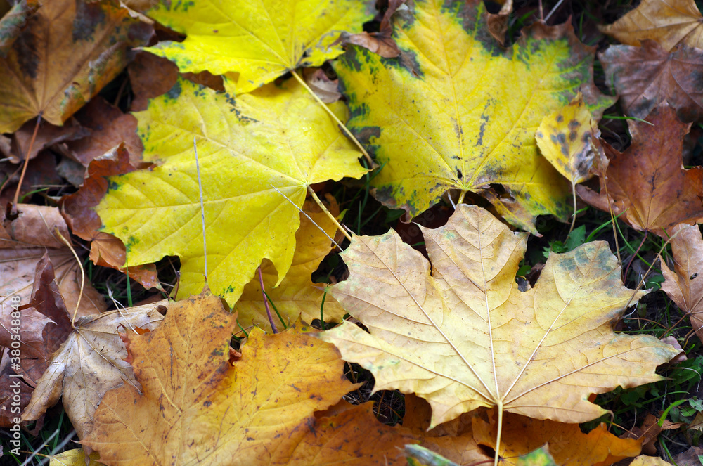 Yellow maple leaf on the ground in autumn sunlight Yellow maple leaf on the ground in autumn sunlight