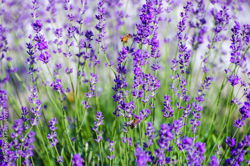 Selective focus on the lavender flower in the flower garden - lavender flowers lit by sunlight.