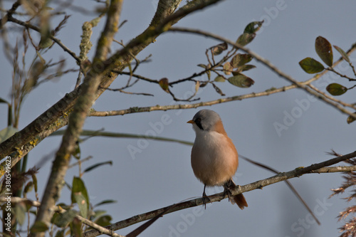 Male Bearded tit perched in a bush.