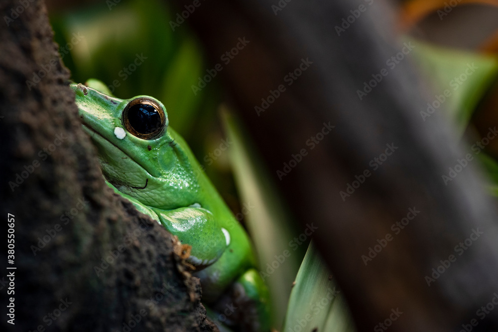 Tree frog on a branch Tree frog on a branch