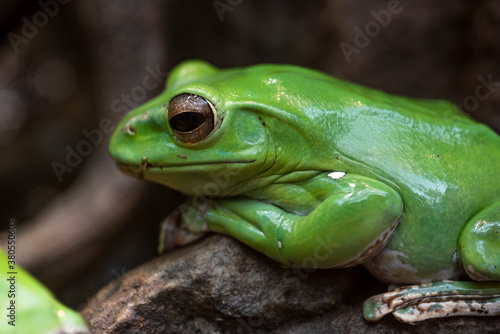 Tree frog on a rock