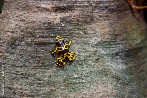 Poison dart frog
