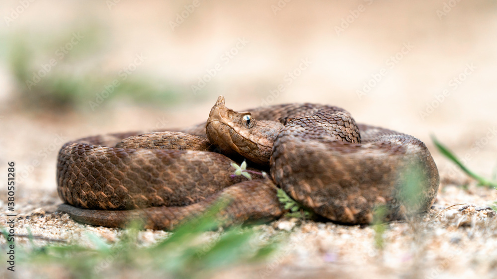 Horned viper (Vipera ammodytes) lying on sandy pathway. Isolated