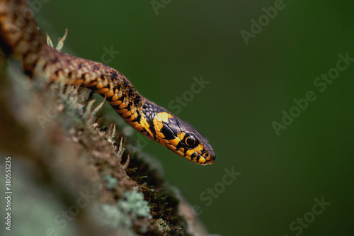 Grass snake (Natrix natrix) slithering on green moss isolated on dark green background. Macro shot © Squarelens