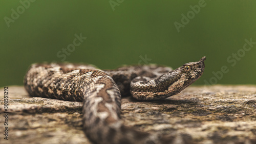 Horned viper (Vipera ammodytes) lying on stone. Isolated on green background 