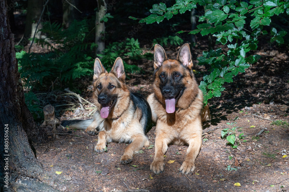 Two German Shepherd dogs lie together in the forest, sunlight shines on the dog's heads, the tongues sticking out of their mouths. Green leaves in the background Two German Shepherd dogs lie together in the forest, sunlight shines on the dog's heads, the tongues sticking out of their mouths. Green leaves in the background