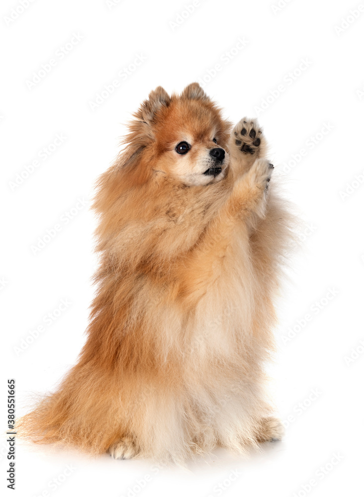 Obraz premium pomeranian in studio