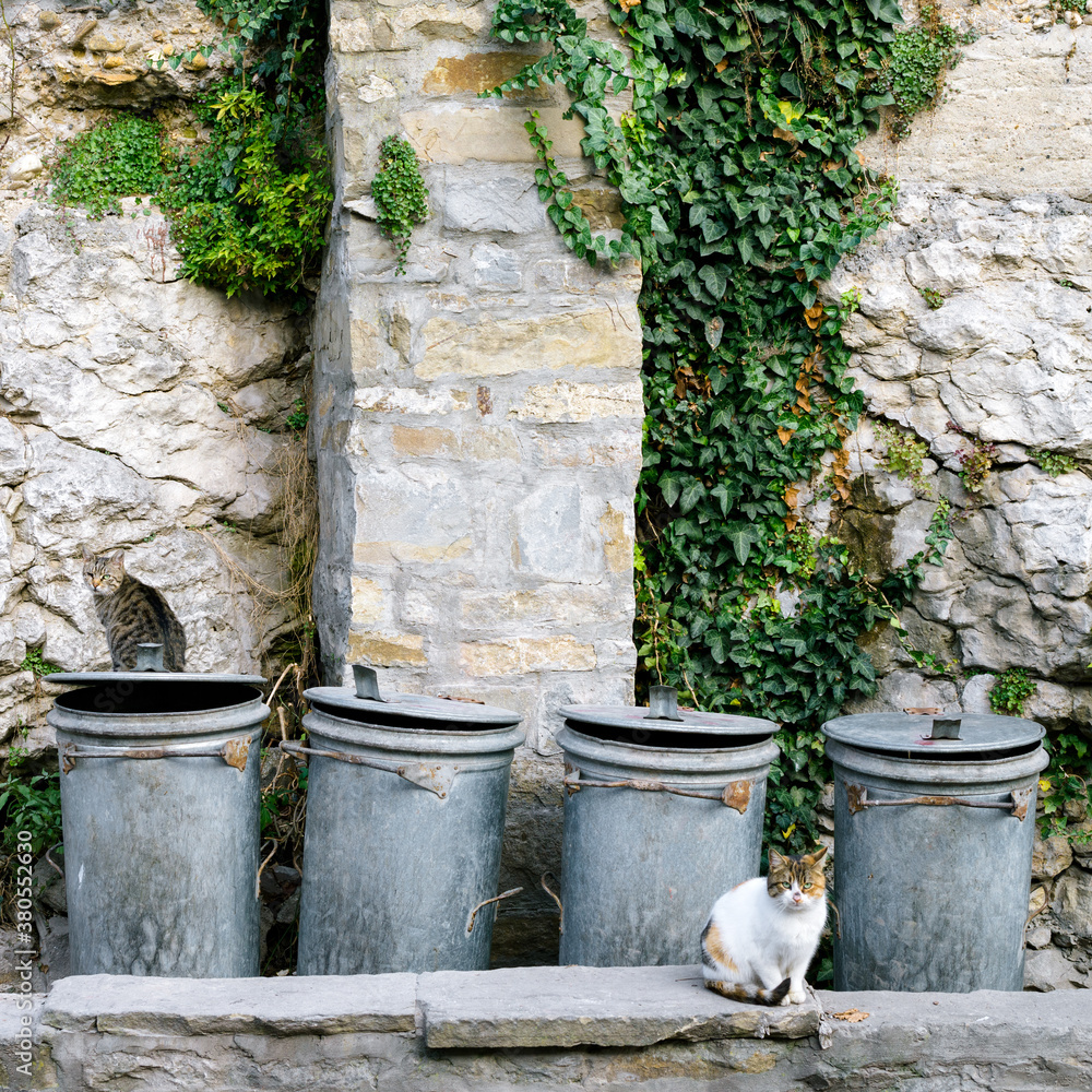 Cats sitting next to trash cans Cats sitting next to trash cans