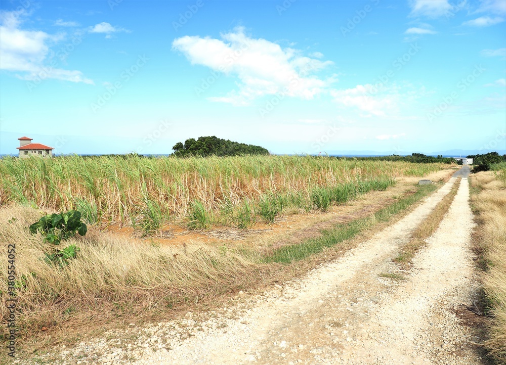 Fototapeta premium 沖縄県・波照間島・サトウキビ畑