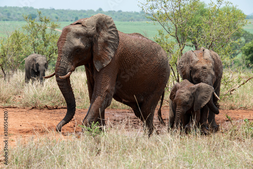   l  phant d Afrique  femelle et jeune  Loxodonta africana  Parc national Kruger  Afrique du Sud