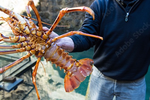 Lobster hatchery in Cantabria photo