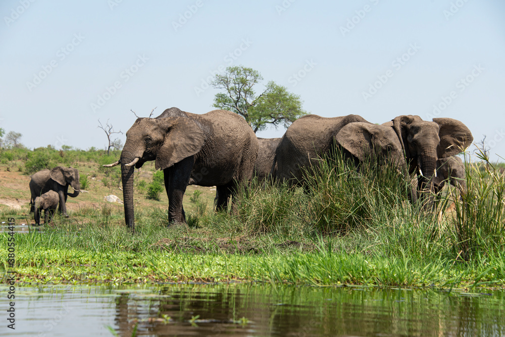 Obraz premium Éléphant d'Afrique, femelle et jeune, Loxodonta africana, Parc national Kruger, Afrique du Sud