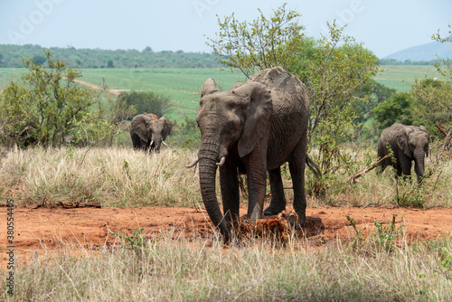   l  phant d Afrique  femelle et jeune  Loxodonta africana  Parc national Kruger  Afrique du Sud