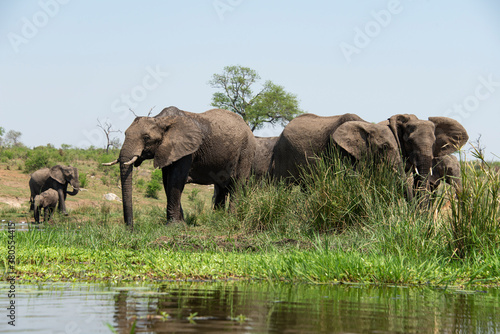   l  phant d Afrique  femelle et jeune  Loxodonta africana  Parc national Kruger  Afrique du Sud