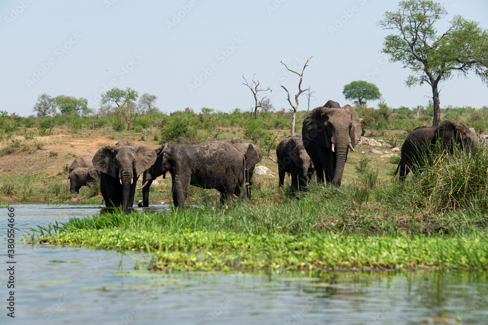 Éléphant d'Afrique, femelle et jeune, Loxodonta africana, Parc national Kruger, Afrique du Sud Éléphant d'Afrique, femelle et jeune, Loxodonta africana, Parc national Kruger, Afrique du Sud